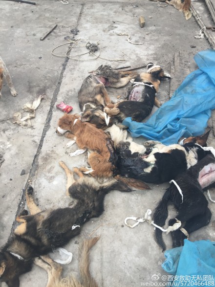 【閲覧注意】中国・西安医学院の屋上で生きたまま放置された実験犬