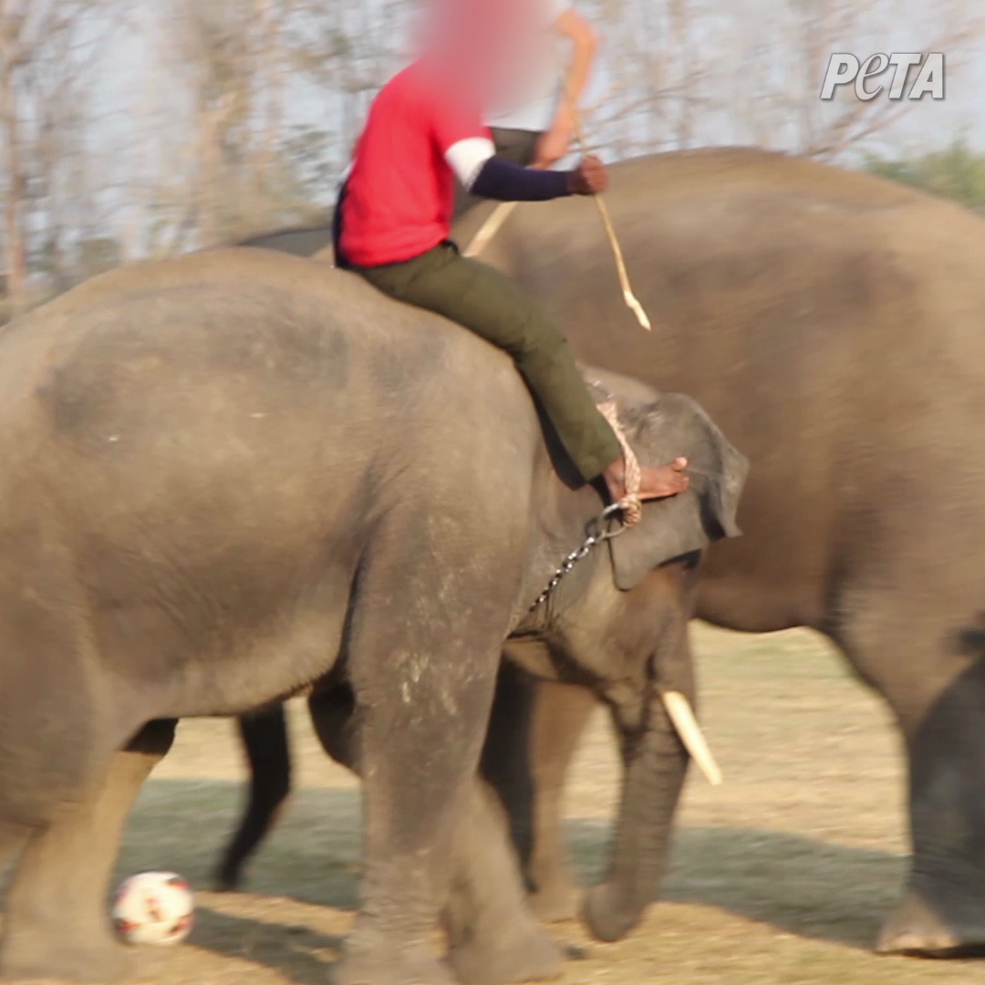 Chitwan Elephant Festival in Nepal　