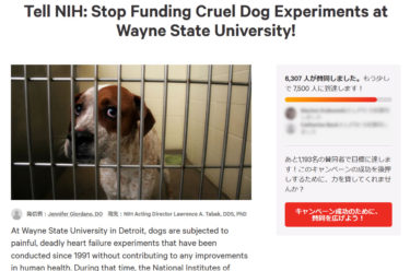 【海外署名紹介】米国立衛生研究所（NIH）は、ウェイン州立大学の残酷な犬の実験に資金提供するのを止めてください