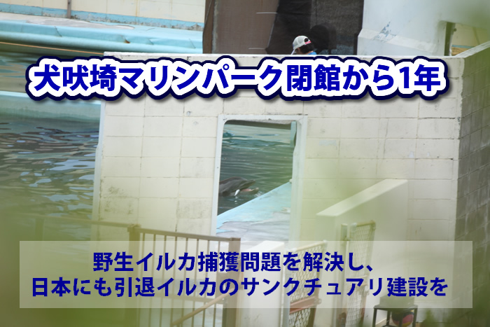 野生イルカ捕獲問題を解決し、日本にも引退イルカのサンクチュアリ建設を