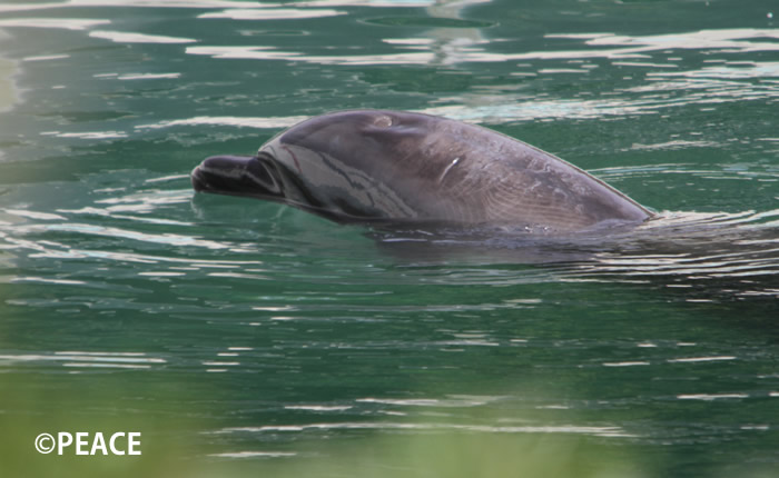 犬吠埼マリンパークのイルカのハニーは、３月29日に死亡していました