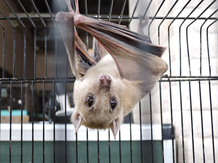 名古屋大学　動物実験にコウモリを年間約1500匹飼養と公表するも…実は４匹？