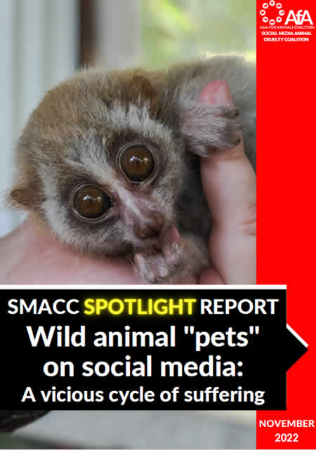 SMACC動物虐待コンテンツ報告書　表紙