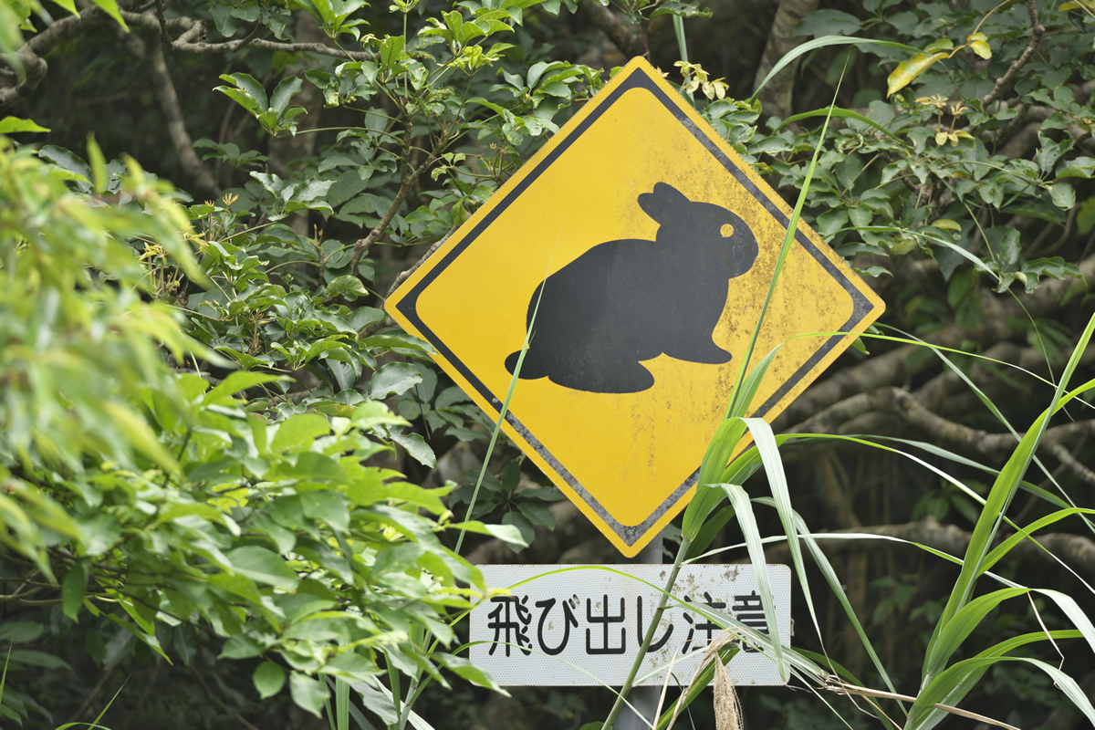 アマミノクロウサギ　標識
