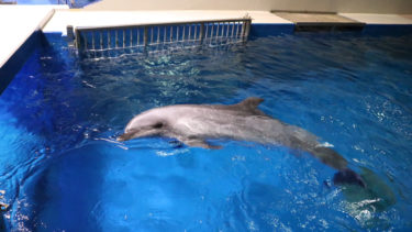 日本動物園水族館協会（JAZA）イルカ入手に関するルールについて、補足
