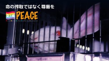 国民生活センターのウサギを用いた残酷な動物実験　　　　　　　
