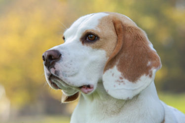 死亡した初のクローン犬　卵子提供犬は131匹、代理母犬は123匹