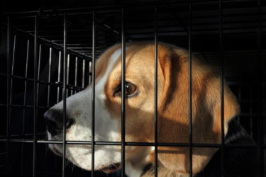 空輸される実験犬たち　日本にもビーグル犬を輸出している繁殖場