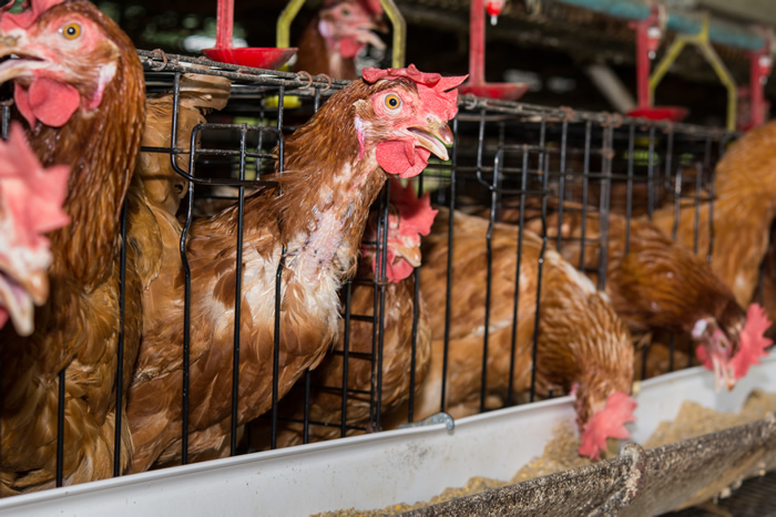 ＯＩＥ採卵鶏の動物福祉規約について団体連名で意見提出