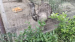 智光山公園動物園　網を壊すエミュー