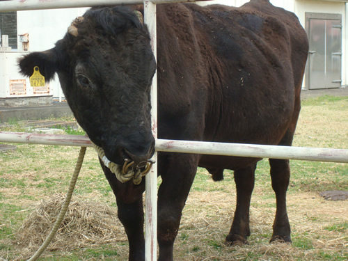 家畜改良センター動物実験指針に「違反等の通報」盛り込まれる