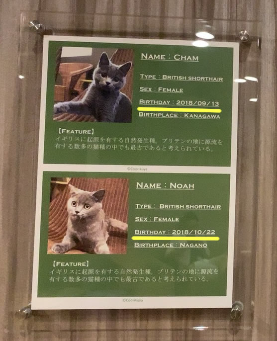 Coo&RIKU「猫喫茶 空陸家」川崎銀柳街店 １歳未満の猫を夜８時以降も展示し、法令違反で指導!