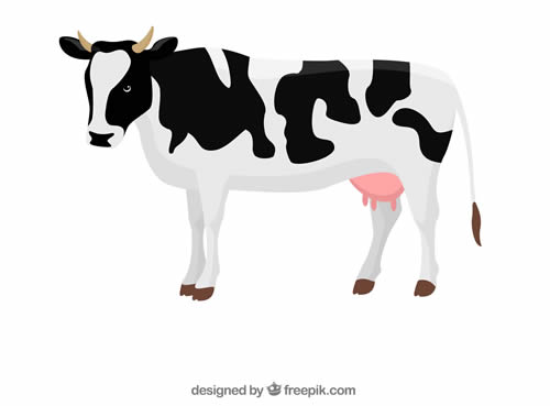 cow-13183-NOQQP0