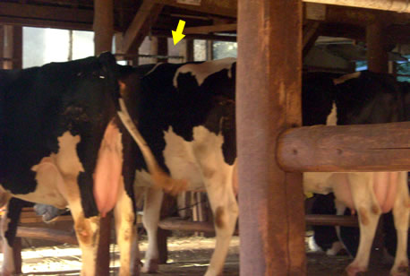 OIEの乳牛生産方式に関わるアニマルウェルフェア基準案