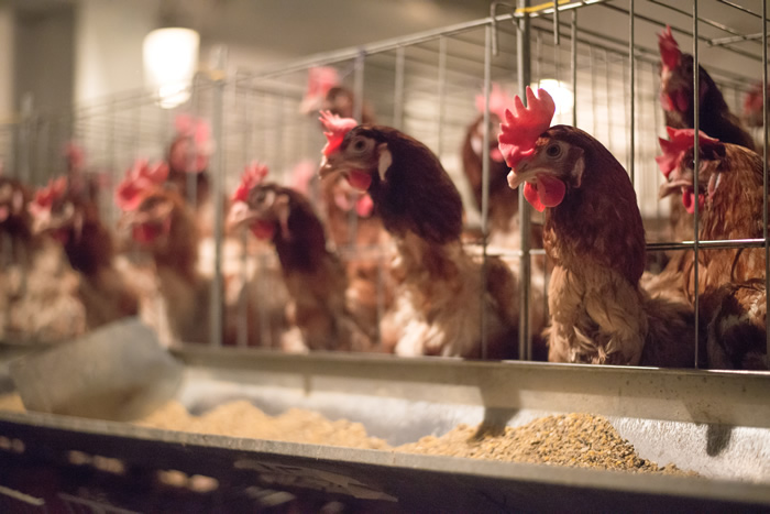 OIEは採卵鶏のウェルフェアコードを策定中　要望書を提出しました