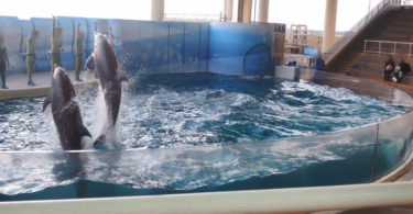 JAZAを脱退し太地からイルカを購入した新江ノ島水族館　イルカリスト更新　