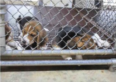 アメリカ：エンヴィーゴ社の実験犬繁殖施設封鎖、バージニア州は実験目的での犬猫の販売について法改正