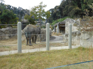 福岡市動物園が新たにアジアゾウを輸入しようとしています。中止のご意見をお送りください！　