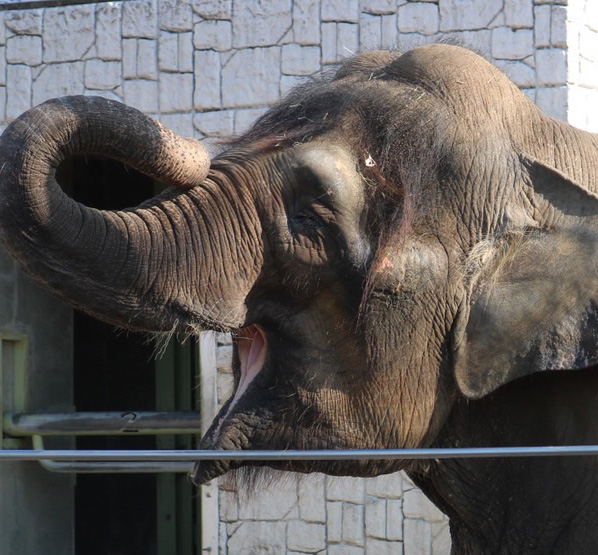 福山市立動物園　ふくちゃん　顔
