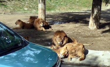 １９９５年以降、実に１３０頭以上のライオンが日本から中国に輸出された