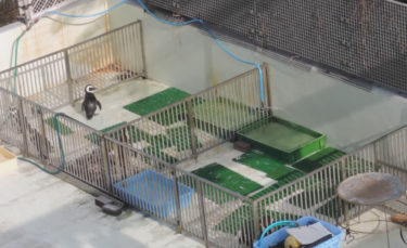 「走る水族館」シーパラトレインと横浜うみ博のペンギンショーが中止になりました！