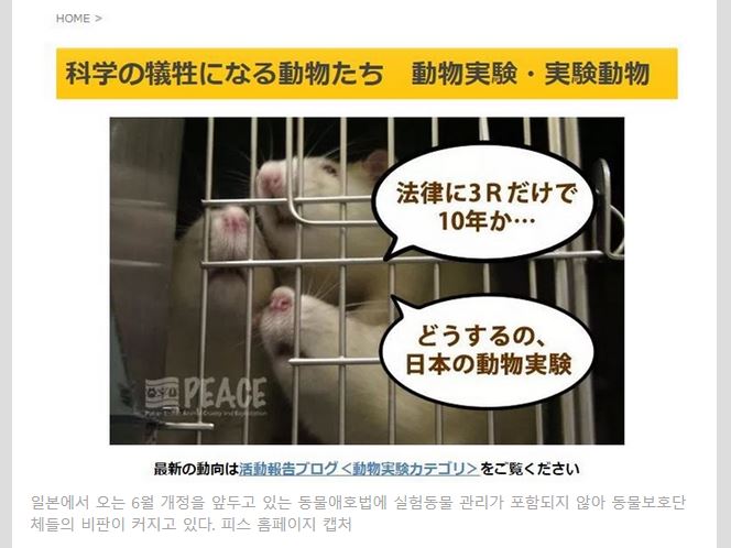 韓国日報の取材を受けました～日本に動物実験施設の登録制すらないことが記事に
