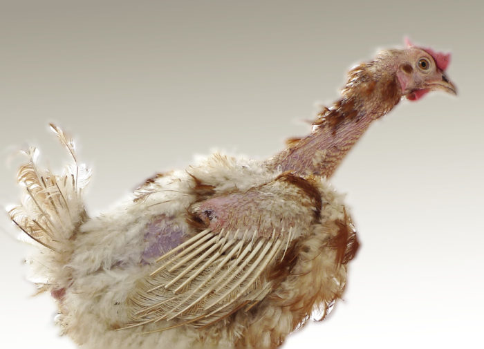 7944円 最初の 孵化可能な七面鳥の卵ガチョウのウズラの鳩に使用されるデジタルハッチャーマシンインテリジェントインキュベーター自動回転 卵トレイ付き 白 45 21CM