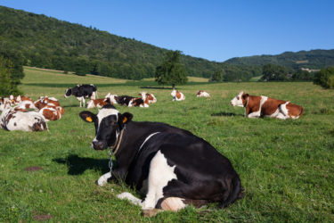 「農地を守る」放牧シンポジウム～国も放牧推進の取組み