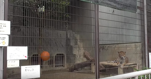 東山動植物園のジャガー。大型のネコ科の動物も、扱いの落差が激しい。