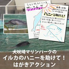 犬吠埼マリンパークのイルカのハニーを助けて！はがきアクション
