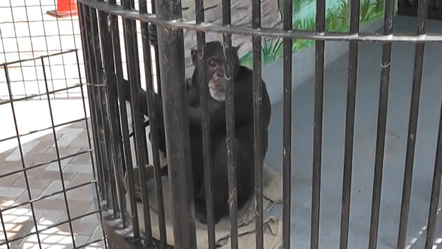 堀井動物園のチンパンジーを助けて！ #FreeDaichi