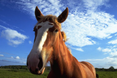 馬も多彩な表情をもつ　動物心理学者らが新しい研究結果を公表