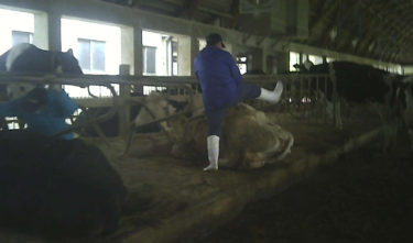 リリース：茨城県畜産センターで行われた牛への数々の虐待について動物愛護法違反での刑事告発が受理されました