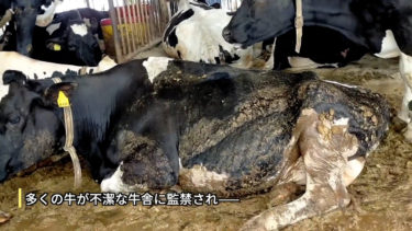 茨城県畜産センターの牛の管理・実験について茨城県に質問書を送付