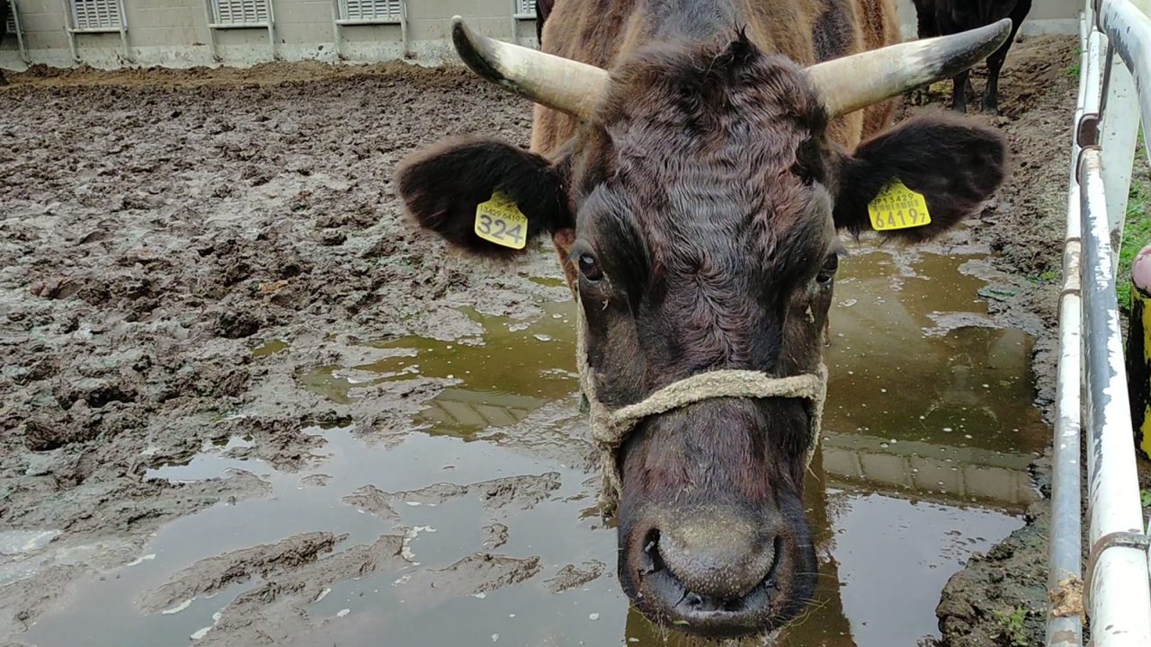 茨城県畜産センター　供卵牛運動場汚い　泥濘化　ぬかるみ　乳牛