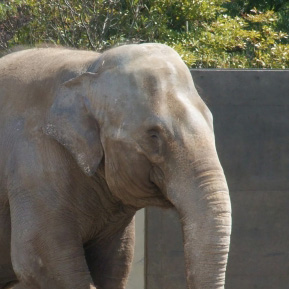 いしかわ動物園　サニー
