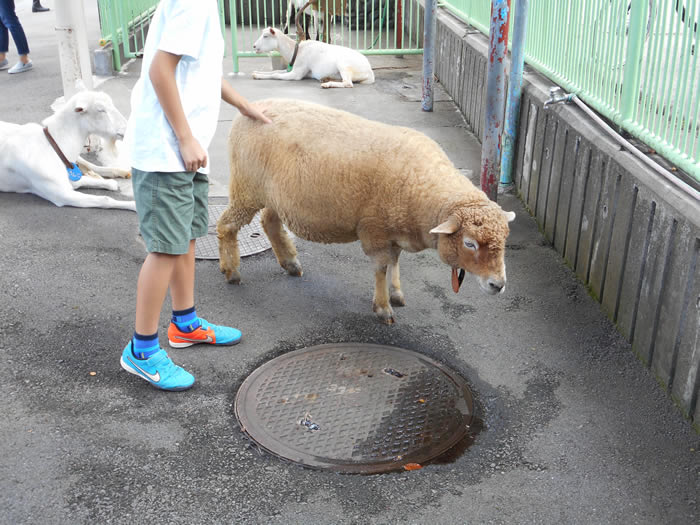 都内ふれあい動物施設のヤギ、ヒツジの病原性大腸菌保有状況調査