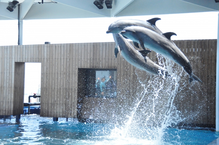 イルカが次々死ぬ上越市立水族博物館「うみがたり」！ ショー廃止の意見を送ろう