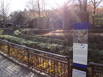 神奈川動物園のニホンジカ飼育場