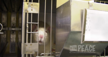 今のところ動物実験実施の命令は出ていないが…化審法施行状況