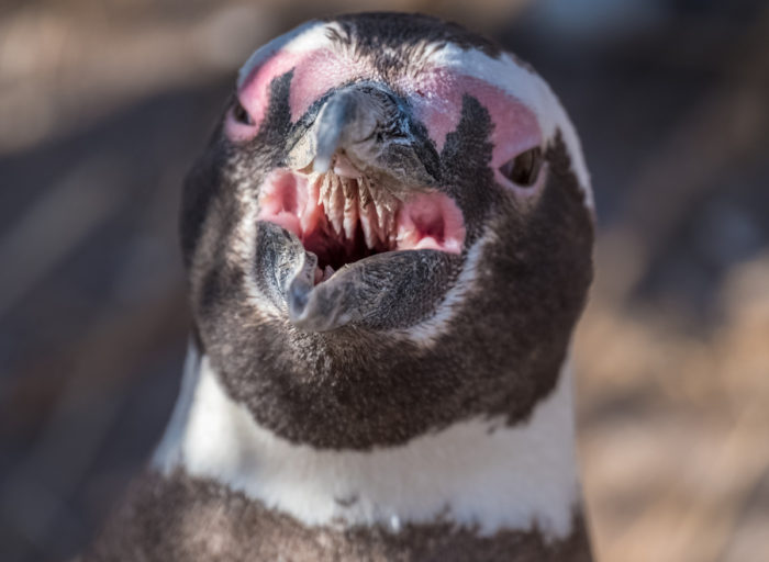 マゼランペンギン　くちばし　歯舌