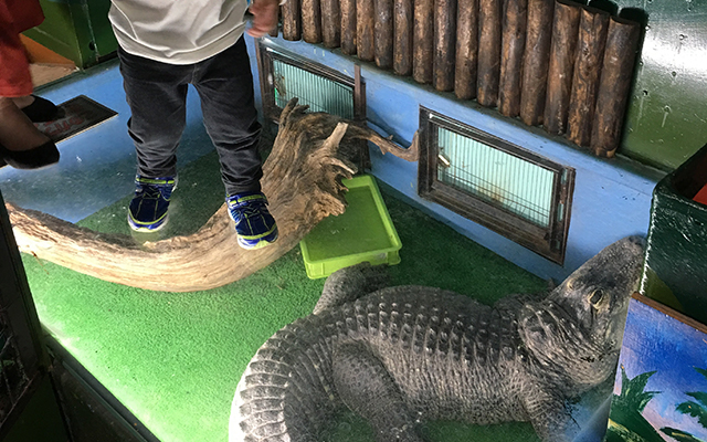 ショッピングモール「モレラ岐阜」で開催されている移動動物園