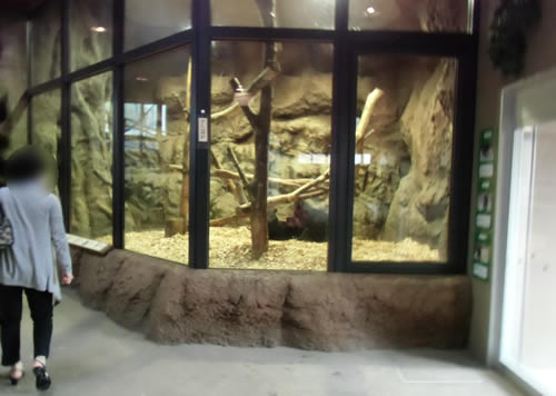 マレーグマの悲惨な死～円山動物園に対し動物愛護法に基づく勧告