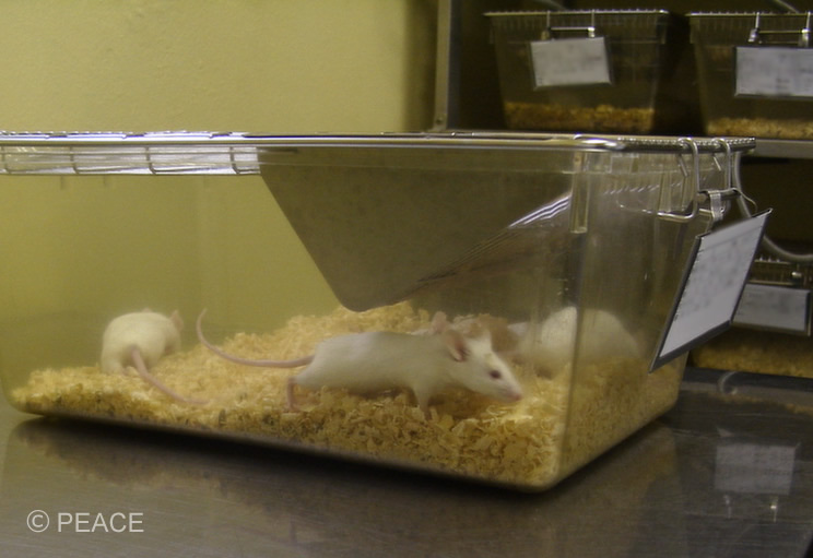 Natureニュース「マウスの飼育状態で、実験結果が台無しに？」
