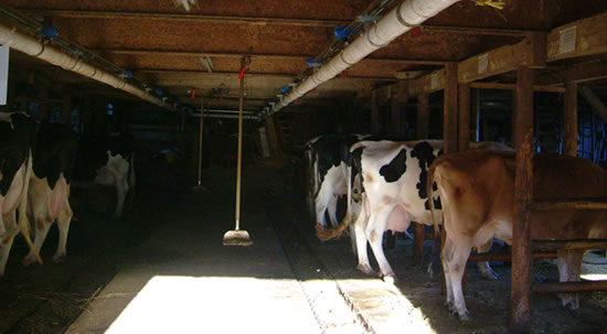 milkfarm_tokyo