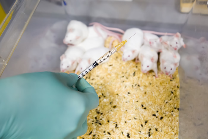 ワクチンの動物実験を減らすために意見を！　締切３月19日