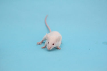 STAP研究への疑問１・マウスの逆流性食道炎モデル