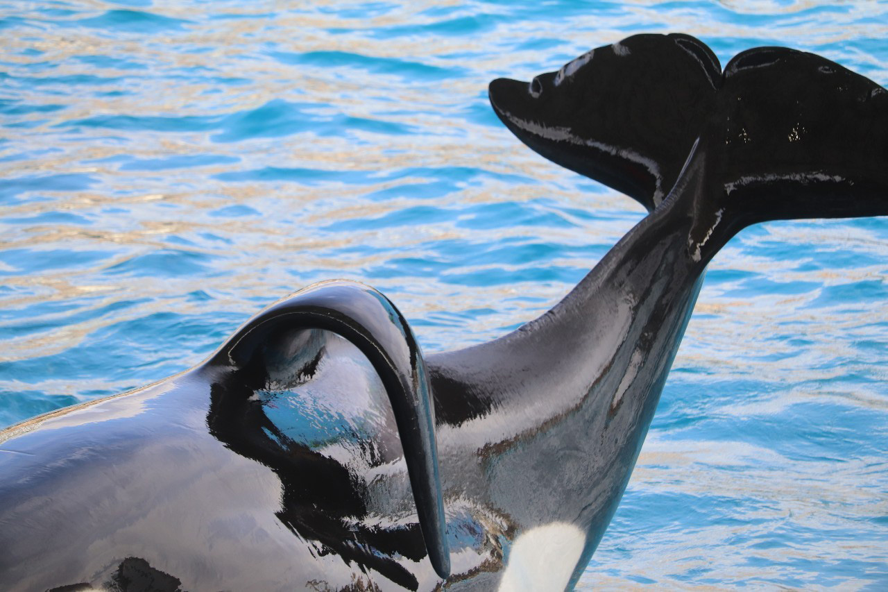 名古屋港水族館　背びれ　シャチ