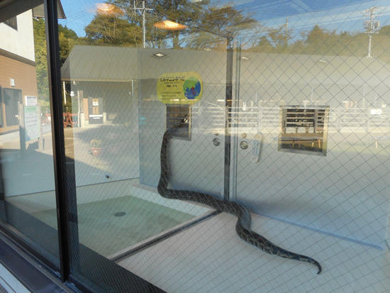日本平動物園ふれあい　ニシキヘビ　大蛇