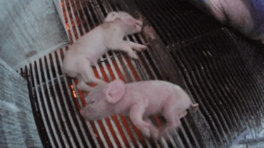 PETAが日本ハムの養豚場の実態を暴露【翻訳掲載】